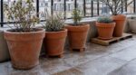 Les pépiniéristes n'en peuvent plus de le répéter : laisser un pot posé à même le carrelage en novembre détruit ses racines avant janvier