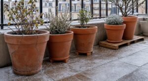 Les pépiniéristes n'en peuvent plus de le répéter : laisser un pot posé à même le carrelage en novembre détruit ses racines avant janvier