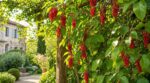Les pépiniéristes n'en peuvent plus de le répéter : le schisandra surpasse la glycine en offrant des fruits comestibles dès septembre