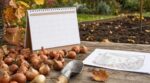 Les pépiniéristes n'en peuvent plus de le répéter : planter ses tulipes au printemps plutôt qu'en octobre prive le jardin de fleurs