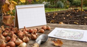Les pépiniéristes n'en peuvent plus de le répéter : planter ses tulipes au printemps plutôt qu'en octobre prive le jardin de fleurs