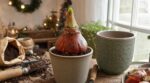 Les pépiniéristes n'en peuvent plus de le répéter : planter son amaryllis avant le 13 novembre est le seul moyen de l'avoir en fleurs à Noël