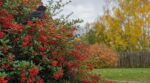 Les pépiniéristes n'en peuvent plus de le répéter : planter un pyracantha en octobre nourrit bien plus d'oiseaux que les mangeoires