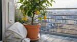 Les pépiniéristes n'en peuvent plus de le répéter : pour un citronnier en pot, c'est dès 5 °C la nuit que tout se joue avant l'hiver
