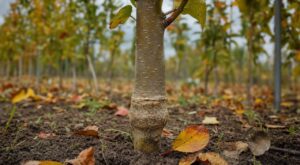 Les pépiniéristes n'en peuvent plus de le répéter : recouvrir ce renflement sur un pommier en automne retarde les récoltes de 3 ans