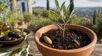 Les pépiniéristes n'en peuvent plus de le répéter : semer un noyau d'olive au printemps ne marchera jamais si le fruit sort d'un bocal