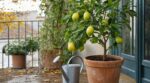 Les pépiniéristes n'en peuvent plus de le répéter : sur le citronnier en pot, ce réflexe d'octobre fait tomber les citrons encore verts