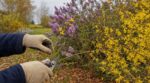 Les pépiniéristes n'en peuvent plus de le répéter : tailler forsythias et lilas fin septembre supprime toutes les fleurs du printemps