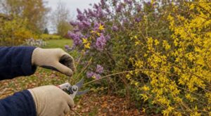 Les pépiniéristes n'en peuvent plus de le répéter : tailler forsythias et lilas fin septembre supprime toutes les fleurs du printemps