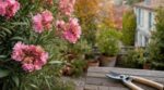 Les pépiniéristes n'en peuvent plus de le répéter : tailler son laurier-rose en automne prive tout le jardin de fleurs jusqu'en juillet