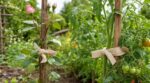 Les pépiniéristes n'en peuvent plus de le répéter : tuteurer ses rosiers avec du fil de fer en avril finit toujours par étrangler les tiges