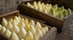 Les producteurs d'endives du Nord n'en peuvent plus de le répéter : ce geste de 2 secondes en cave rend vos chicons amers tout l'hiver