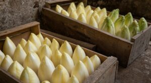 Les producteurs d'endives du Nord n'en peuvent plus de le répéter : ce geste de 2 secondes en cave rend vos chicons amers tout l'hiver