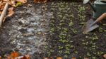 Mâche en octobre : ce réflexe rassurant au semis que tous les jardiniers ont et qui fait pourrir toute la récolte