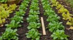 Mâche qui file et jaunit début octobre : cette règle des 5 cm d'un maraîcher est la seule qui sauve vos salades d'hiver