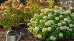 Marre d'arroser vos hortensias ? Ce petit arbuste parfumé supporte la chaleur et les remplace au jardin