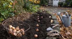 Massifs et bulbes de tulipes : ces 5 gestes précis posés dès la mi-octobre évitent 60 % des dégâts dus aux premières gelées d'hiver