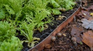 Mes salades étaient grignotées chaque matin : ce maraîcher m'a révélé ces ravageurs et la barrière qui les stoppe