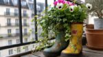 Mon voisin garde de vieilles bottes de pluie sur son balcon en avril, et ce n'est pas par négligence : son secret pour y cultiver du lierre