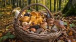 Mon voisin rentre de la forêt le panier plein fin octobre alors que tout le monde est bredouille : il a totalement renoncé aux cèpes