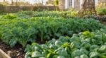 Mon voisin sème du chou kale et des épinards en avril, et ce n'est pas pour la salade : c'est sa réserve de calcium pour tout l'hiver