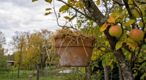 Mon voisin suspend un pot de paille dans son pommier en octobre, et ce n'est pas pour décorer : c'est l'astuce d'un ancien contre les pucerons
