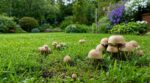 Ne les arrachez plus : ces champignons de votre pelouse transforment en secret votre sol et boostent tout le jardin