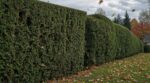 Ne taillez plus votre haie au cordeau en automne : cette forme évite trous et branches brisées