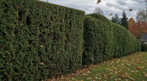 Ne taillez plus votre haie au cordeau en automne : cette forme évite trous et branches brisées