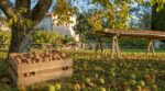 Noyer au jardin : cette erreur d'automne vous fait jeter en novembre la moitié de vos noix sans le voir venir