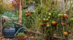 Octobre au potager : ne jetez surtout pas vos pieds de tomates avant d&rsquo;avoir fait ce geste qui prolonge la récolte