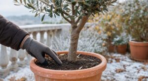 Olivier en pot : ce geste que font tous les horticulteurs avant le froid pour éviter de le perdre