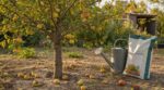 On accuse toujours la variété quand les pommes restent minuscules en octobre : l'arboriculteur regarde ce qui s'est joué en juillet