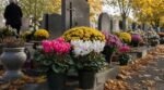 On achète tous des chrysanthèmes à la Toussaint par habitude : le cyclamen de Naples résiste jusqu'en décembre et revient chaque année