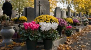 On achète tous des chrysanthèmes à la Toussaint par habitude : le cyclamen de Naples résiste jusqu'en décembre et revient chaque année