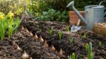 On pense les bulbes en sécurité : ce geste d'octobre évite le massif vide et des tulipes qui pourrissent en silence