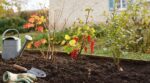 On s'obstine tous à acheter des barquettes de framboises : planter ces 7 arbustes en novembre assure des récoltes dès le mois de juin