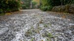 On s'obstine tous à arroser les graviers de vinaigre : les pluies d'octobre étouffent les mauvaises herbes avec ce geste de la veille