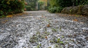 On s'obstine tous à arroser les graviers de vinaigre : les pluies d'octobre étouffent les mauvaises herbes avec ce geste de la veille