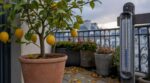 On s'obstine tous à attendre la Toussaint pour rentrer le citronnier en pot : les pépiniéristes regardent un tout autre chiffre dès octobre
