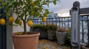 On s'obstine tous à attendre la Toussaint pour rentrer le citronnier en pot : les pépiniéristes regardent un tout autre chiffre dès octobre