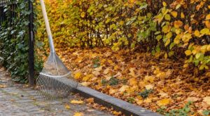 On s'obstine tous à ratisser les feuilles mortes au pied de la haie en octobre : ce réflexe impeccable prive les arbustes de leur bouclier