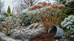 On vide tous notre marc de café au pied des rosiers en hiver : les jardiniers ne le réservent qu'aux hortensias et 2 arbustes