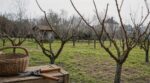 Pêchers et abricotiers : pourquoi la taille en gobelet fin février garantit 30 % de fruits en plus sans monter à l'échelle