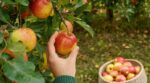 Pommes du jardin : cette erreur de cueillette que tout le monde fait ruine vos réserves pour l’hiver