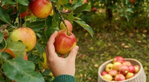 Pommes du jardin : cette erreur de cueillette que tout le monde fait ruine vos réserves pour l'hiver