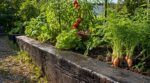 Potager : ces traverses de chemin de fer d’occasion peuvent empoisonner vos légumes et vous mettre hors la loi