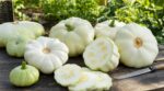 Potager : cette erreur très répandue avec le pâtisson le rend fade et dur, voici la taille idéale pour le couper