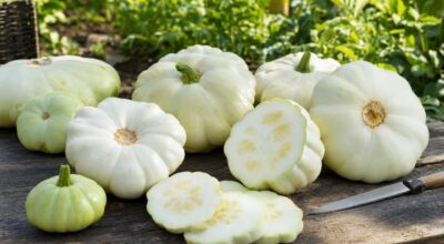 Potager : cette erreur très répandue avec le pâtisson le rend fade et dur, voici la taille idéale pour le couper
