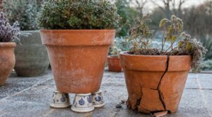 Pots en terre cuite : ce geste des anciens avant les gelées évite la casse et peut vous coûter cher si vous l’oubliez